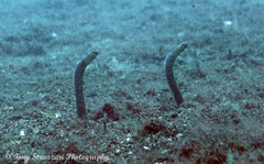 Heteroconger taylori