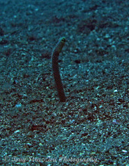 Heteroconger taylori