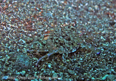 Cycloachelous granulatus