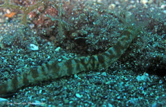 Polyplectana kefersteinii