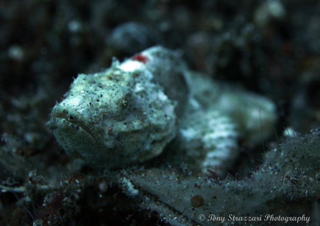 Flasher scorpionfish (Scorpaenopsis macrochir) — Scorpaenidae