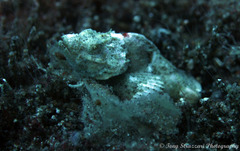Scorpaenopsis macrochir