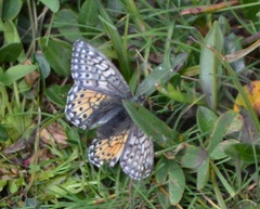 Boloria napaea
