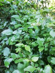 Marsdenia gallardoae