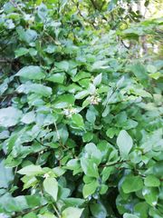 Marsdenia gallardoae