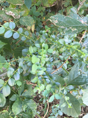 Ligustrum