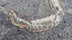 Gloydius intermedius