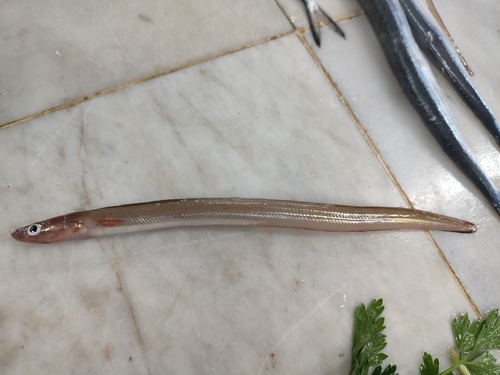 Thinlip conger (Gnathophis mystax) — Congridae