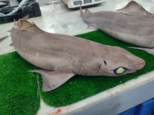 Little gulper shark (Centrophorus uyato) — Centrophoridae — 3