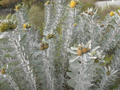 Leucospermum rodolentum
