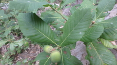 Quercus sadleriana