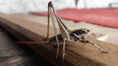 Antaxius spinibrachius