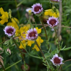 Erigeron glabratus