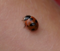 Coccinella magnifica