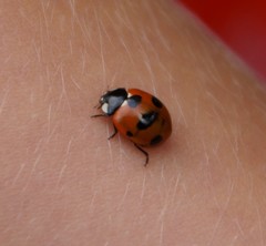 Coccinella magnifica