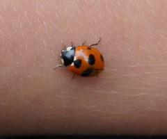 Coccinella magnifica