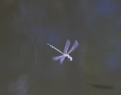 Hemicordulia intermedia