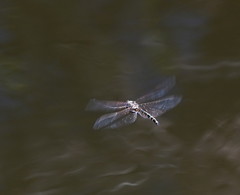 Hemicordulia intermedia