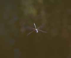 Hemicordulia intermedia