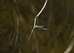 Pseudagrion aureofrons