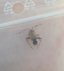 Adelphocoris vandalicus