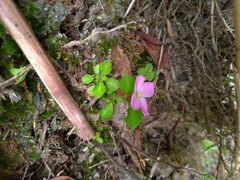 Sarcopyramis napalensis delicata
