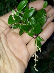 Rhagodia candolleana