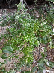 Rhagodia candolleana