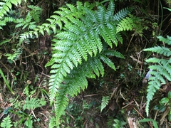 Pseudocyclosorus esquirolii