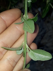 Rhagodia candolleana