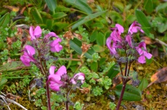 Pedicularis kerneri