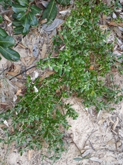Rhagodia candolleana