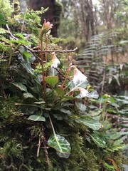 Shortia rotundifolia