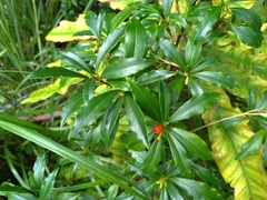 Daphne arisanensis