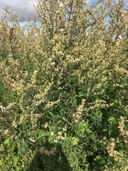 Chamaecytisus prolifer