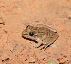 Litoria inermis