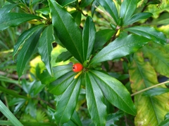 Daphne arisanensis