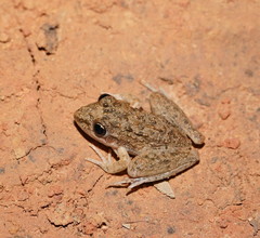Litoria inermis