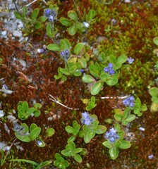 Veronica alpina