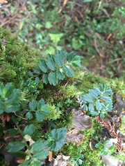 Elatostema obtusum trilobulatum