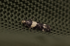 Recurvaria leucatella