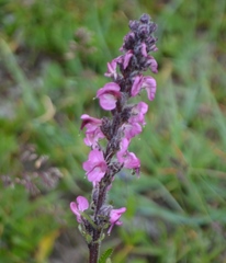 Pedicularis rostratospicata