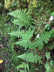 Dryopteris transmorrisonensis