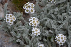Achillea nana