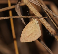 Eurema herla