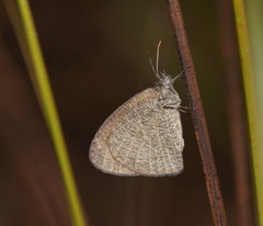 Ypthima arctous