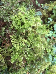 Hymenophyllum paniculiflorum