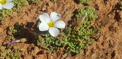 Oxalis lichenoides