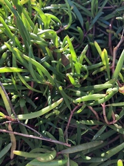 Sesuvium portulacastrum