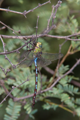 Anax walsinghami
